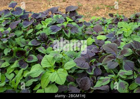 Spinat oder rote Amaranth Gemüse in Gärten, der wissenschaftliche Name : Amaranthus tricolor Stockfoto