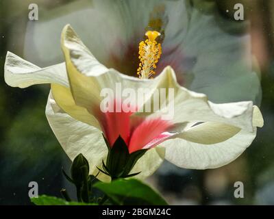 Berlin, Deutschland. April 2020. Die Blume einer Hibiskuspflanze. Quelle: Jens Kalaene/dpa-Zentralbild/ZB/dpa/Alamy Live News Stockfoto