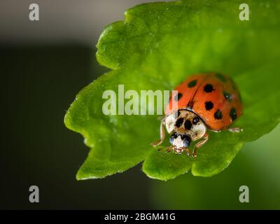 Ein adulter asiatischer Marienkäfer (Harmonia axyridis, Coccinellidae), der auf einem grünen Blatt sitzt Stockfoto