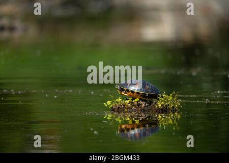 Teichschieber (Trachemys scripta) Ausruhen und Sonnenbaden (Wien, Österreich) Stockfoto