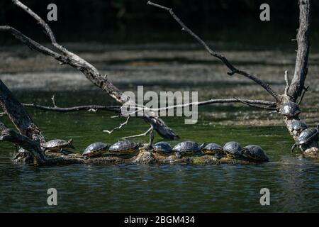 Eine Gruppe von Teichgleitern (Trachemys scripta), die sich ausruhen und die Sonne genießen (Wien, Österreich) Stockfoto