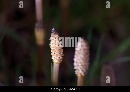 Schachtelhalm Weed Equisetum Arvense Stockfoto