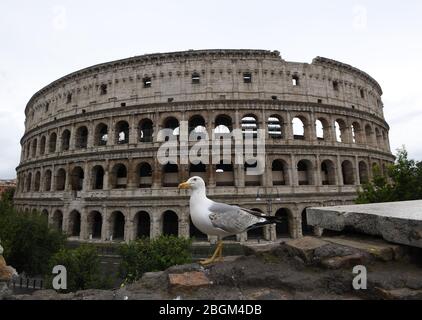 (200422) -- ROM, 22. April 2020 (Xinhua) -- EINE Möwe steht am 21. April 2020 vor dem Kolosseum in Rom, Italien. Vor genau einem Jahr war Marco Trevisiani als ein römischer Zenturio gekleidet und marschierte in Formation mit einer kleinen Gruppe ähnlich kostümierter Soldaten im Circus Maximus, einem langen Park in Rom, der in der Antike Schauplatz eines Stadions war, das für Wagenrennen gebaut wurde. Die Gruppe der Reenactors ist Teil einer Versammlung jedes Jahr am 21. April, dem Datum, als - der Legende nach - Rom gegründet wurde, im Jahr 753 v. Chr.. Aber dieses Jahr, Roms 2.07. Jahrestag, werden alle im ho bleiben Stockfoto