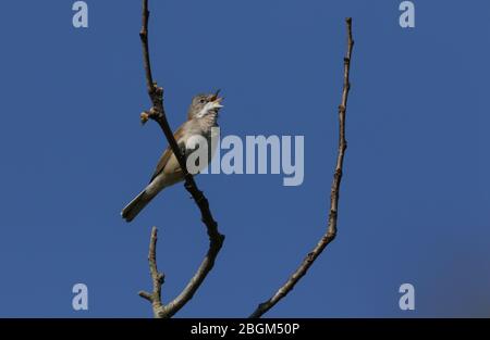 Ein schöner singender Kater Whitethroat, Sylvia communis, im Frühjahr auf einem Ast eines Baumes thront. Stockfoto