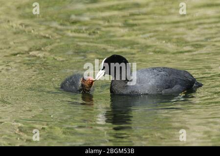Eine Coot, Fulica atra, füttert ihre süße Küken, die im Frühling auf einem See schwimmt. Stockfoto