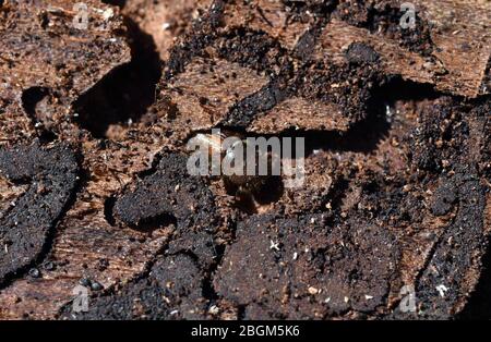 Borkenkaefer sind eine artenreiche Gruppe braun oder schwarz gestärkter KAEFER, von denen sich viele Arten unter der Borke. Rindenkäfer sind eine Art- Stockfoto