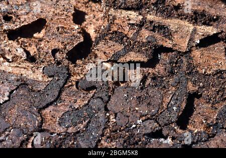 Borkenkaefer sind eine artenreiche Gruppe braun oder schwarz gestärkter KAEFER, von denen sich viele Arten unter der Borke. Rindenkäfer sind eine Art- Stockfoto