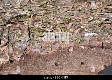 Borkenkaefer sind eine artenreiche Gruppe braun oder schwarz gestärkter KAEFER, von denen sich viele Arten unter der Borke. Rindenkäfer sind eine Art- Stockfoto