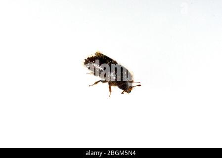 Borkenkaefer sind eine artenreiche Gruppe braun oder schwarz gestärkter KAEFER, von denen sich viele Arten unter der Borke. Rindenkäfer sind eine Art- Stockfoto