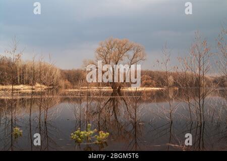 Sonnendurchflutete Bäume ohne Blätter spiegeln sich im Wasser der überfluteten Wiese im Herbstwald am grauen Abend Stockfoto