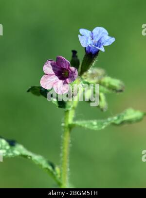 Lungenkraut ist eine wichtige Heil- und Medizinalpflanze mit Blauen Bluethen. Lungenkraut ist eine wichtige Heil- und Heilpflanze mit blauer Blüte Stockfoto