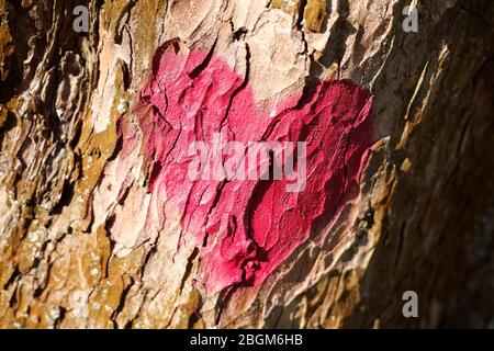 Rotes Herz auf brauner Baumrinde gemalt Stockfoto