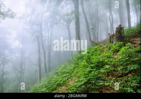 Mystischer Wald an einem Berghang im Nebel. Waldatmosphäre mit dichtem Nebel. Ein Fußweg durch den Wald mit Nebel. Ein kleiner Vogel sitzt auf einer Kleie Stockfoto