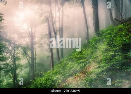 Mystischer Wald an einem Berghang im Nebel. Waldatmosphäre mit dichtem Nebel. Ein Fußweg durch den Wald mit Nebel. Stockfoto