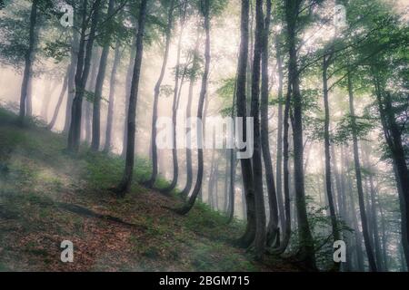 Mystischer Wald an einem Berghang im Nebel. Waldatmosphäre mit dichtem Nebel. Ein Fußweg durch den Wald mit Nebel. Stockfoto