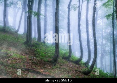 Mystischer Wald an einem Berghang im Nebel. Waldatmosphäre mit dichtem Nebel. Ein Fußweg durch den Wald mit Nebel. Stockfoto