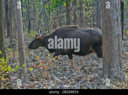 Ein weiblicher Gaur (indischer Bison) im Pench National Park, Madhya Pradesh, Indien Stockfoto