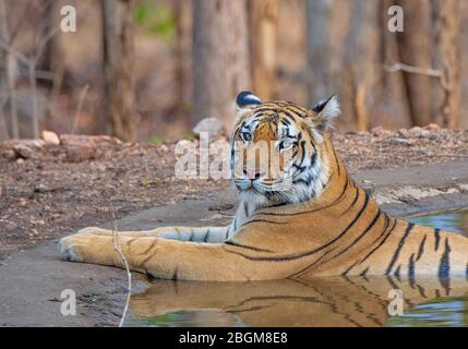 Ein Tiger, der im Wasser im Pench National Park, Madhya Pradesh, Indien ruht Stockfoto