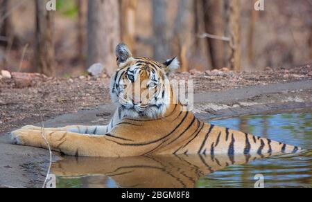 Ein Tiger, der im Wasser im Pench National Park, Madhya Pradesh, Indien ruht Stockfoto