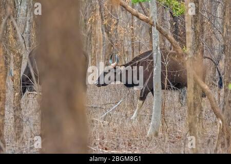 Ein Bild eines indischen Bison (Gaur), der im Wald des Pench National Park, Madhya Pradesh, Indien, spazierengeht Stockfoto