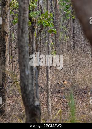 Ein Blick auf ein Tiger Junge, das im Pench National Park, Madhya Pradesh, Indien ruht Stockfoto