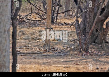 Ein Tiger Junge, der im Pench National Park, Madhya Pradesh, Indien ruht Stockfoto