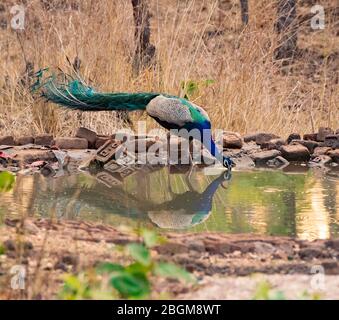 Ein indischer Pfau Trinkwasser im Pench National Park, Madhya Pradesh, Indien Stockfoto