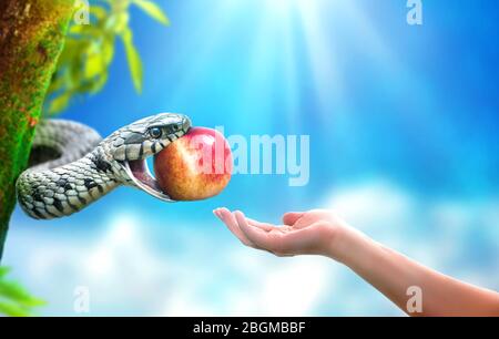 Schlange im Paradies, die einer Frau eine Apfelfrucht gibt. Konzept der verbotenen Früchte. Stockfoto