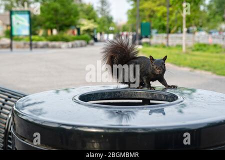 Schwarzes Eichhörnchen auf einem Mülleimer im Niagara Falls State Park, NY, USA Stockfoto