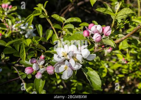 Blühende Apfelblüte im weißen Frühling und rosa Knospen aus nächster Nähe, Blüten an einem Baum in einem Garten in Surrey, Südostengland Stockfoto