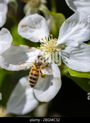 Minibeast: Eine westliche Honigbiene, APIs mellifera, sammelt Nektar und Pollen aus den Staubgefäßen einer weißen Apfelbaumblüte im Frühjahr, Surrey Stockfoto