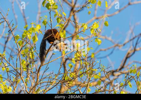 Indisches Riesenhörnchen (Malabar-Riesenhörnchen, Ratufa indica centralis), Satpura Tiger Reserve, Hoshangabad Bezirk, Madhya Pradesh, Zentralindien Stockfoto