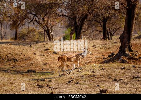 Spotted Deer oder Chital (Achse) Hirsch Wandern in Wäldern in Satpura Tiger Reserve (satpura National Park), Madhya Pradesh in Indien Stockfoto