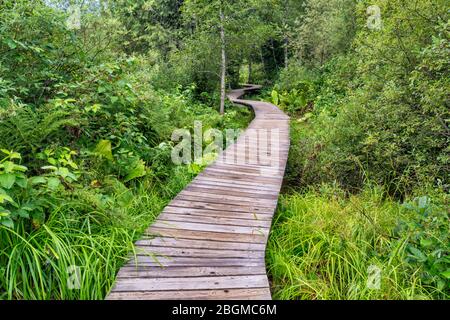 Feuchtgebiete auf dem Skunk Cabbage Boardwalk Trail, Mount Revelstoke National Park, Selkirk Mountains, West Kootenay Region, British Columbia, Kanada Stockfoto