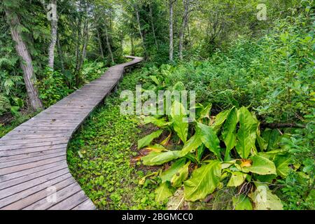 WESTERN Skunk Kohl, Skunk Cabbage Boardwalk Trail, Mount Revelstoke National Park, West Kootenay Region, British Columbia, Kanada Stockfoto