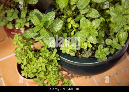 Großer Topf mit verschiedenen Kräutern auf dem Balkon, Nahaufnahme, Blick von oben. Haus, Stadtgarten. Grüne Pflanzen: Minze, Basilikum, Oregano. Heimbepflanzung. Stockfoto