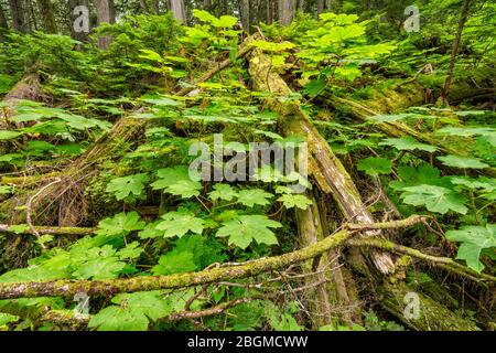 Devils Walking Stick, großer Strauch am Giant Cedars Boardwalk Trail, Mount Revelstoke National Park, West Kootenay Region, British Columbia, Kanada Stockfoto