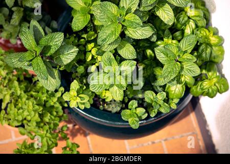 Verschiedene Kräuter im großen Topf auf dem Balkon, Nahaufnahme, Blick von oben. Garten. Grüne Pflanzen: Minze, Basilikum, Oregano. Urban Gardening, Haus plantin Stockfoto