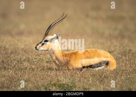 Thomson Gazelle liegt im Profil auf Gras Stockfoto