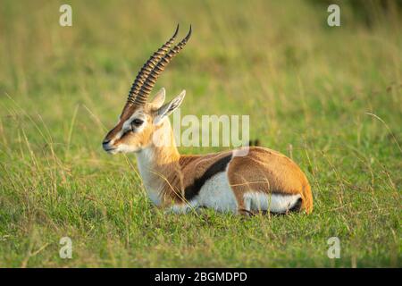 Thomson Gazelle liegt im Gras nach links Stockfoto
