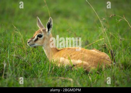 Thomson Gazelle Fawn liegt in langem Gras Stockfoto