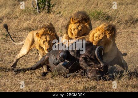 Drei männliche Löwen ernähren sich von Kap-Büffel Stockfoto