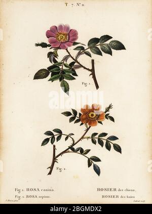 Hundrose, Rosa canina, Rosier des chiens 1 und kleinblättrige Süssbriar, Rosa sepium, Rosa agrestis, Rosier des haies 2. Handkolorierter Kupferstich von Gabriel nach Pancrace Bessa aus Henri Duhamel du Monceau’s Traite des Arbres et Arbustes, Paris, 1804. Stockfoto