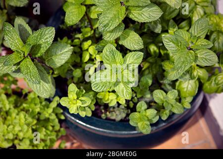 Großer Topf mit grünen Kräutern auf Balkon, Nahaufnahme, Blick von oben. Haus, Stadtgarten. Üppige Kräuterpflanzen: Minze, Basilikum, Oregano. Heimbepflanzung. Stockfoto