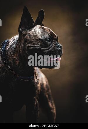 Vertikale brindle französisch Bulldog Porträt mit warmen reichen natürlichen braunen Farben im Hintergrund Raum für Text-Overlay und Kopierraum Stockfoto