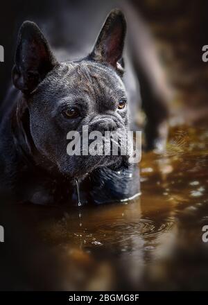 Vertikale blaue französisch Bulldogge Porträt stand in Teich Wasser mit warmen reichen natraul braunen Farben im Hintergrund Raum für Text-Overlay und Kopie Spa Stockfoto