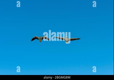 Wildschweine fliegen in der Nähe des Lech, Bayern, Deutschland Stockfoto