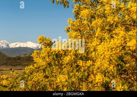 Mimosa in Blüte, mit schneebedeckten Gipfel des heiligen katalanischen Berges, Canigó Stockfoto