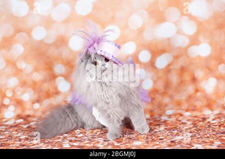 Alte Katze lustige Maske im goldenen Hintergrund und Hut alt Stockfoto