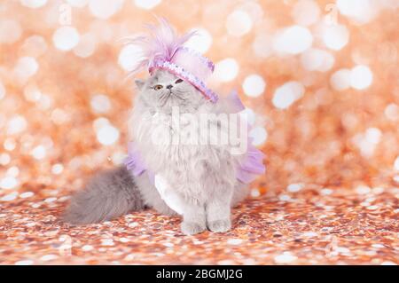 Alte Katze lustige Maske im goldenen Hintergrund und Hut alt Stockfoto